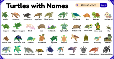 List of Turtles with Names and Types in English with Pictures
