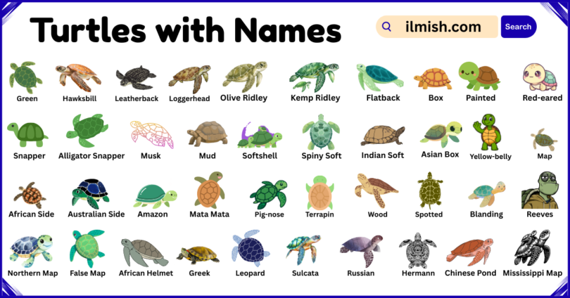 List of Turtles with Names and Types in English with Pictures
