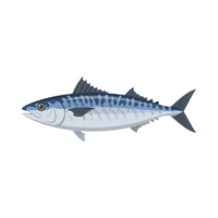 Mackerel | Seafood with Names and Types