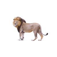 Male Lion | Lions with Names and Types