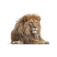 Mature Lion | Lions with Names and Types