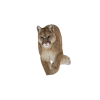 Mountain Lion