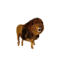 Nubian Lion | Lions with Names and Types