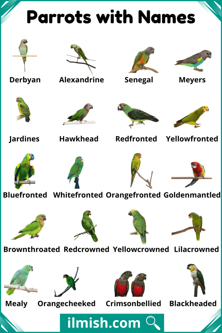 List of Parrots with Names and Types in English with Pictures - ilmish