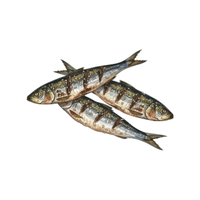 Sardine