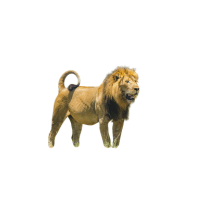 Serengeti Lion