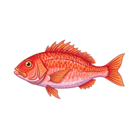 Snapper | Seafood with Names and Types