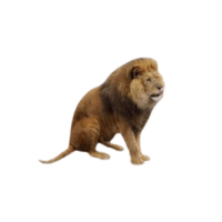 Somali Lion | Lions with Names and Types