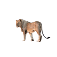 Subadult Lion