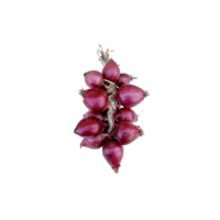 TropeaOnion | Onions with Names and Types