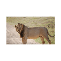 Tsavo Lion | Lions with Names and Types