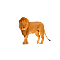 Wild Lion | Lions with Names and Types